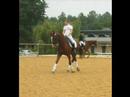 Halte, mon cheval Halte, mon cheval
