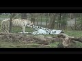 Tiger Enrichment Day