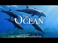 THE OCEAN 4K - SCENIC WILDLIFE FILM WITH CALM ..