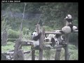 Wolong Pandas July 10, 2007 Wolong Pandas July 10, 2007