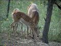 Whitetail Doe with 2 Fawns