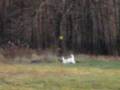 videos de albino whitetail