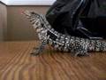 Tegu eats F/T Hopper Mouse