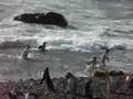 Pinguinos saliendo del mar