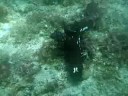 Huge Nudibranch 1