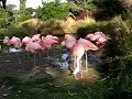 Confused Flamingo Confused Flamingo