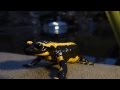 Baignade d'une salamandre tachet�e la nuit de la Saint Sylvestre - Lartigau - Milhas - 31