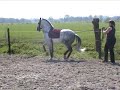 Lusitano stallion: Ordeiro in de piaffe Lusitano stallion: Ordeiro in de piaffe