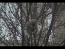ANIMAL LOVERS:Possum nearly falls off thin branch for Barrie