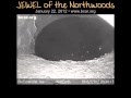 Jewel the Black Bear - January 22, 2012 - Jewel has cubs!!!