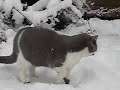 BKH /BSH spielen im Schnee
