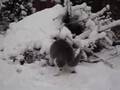 BKH /BSH spielen im Schnee