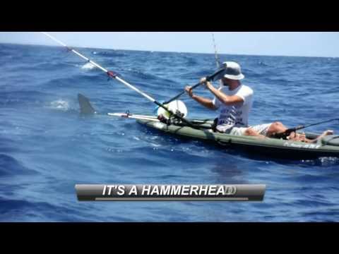fisherman - A large hammerhead shark took I liking to my friends kayak while we were offshore fishing. The huge shark even bit the back and side of his kayak and had to ...