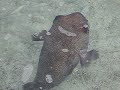 Porcupine Fish At Atlantis feeding