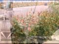 Dutch Greenhouse industrial.