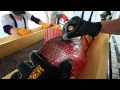 Snapper Tagging and the Storm