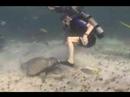 Stingray City, Cayman Islands
