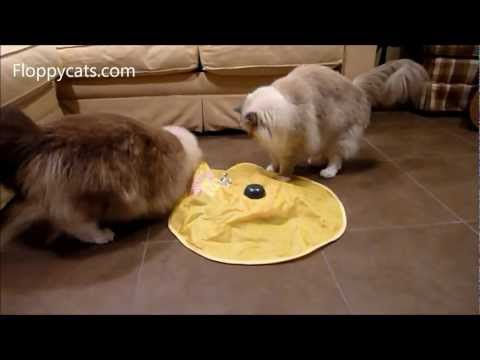 Undercover Mouse Electronic Cat Toy Review 0 Undercover Mouse Electronic Cat Toy Review