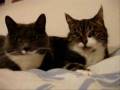videos de Re: Cat Talking, Translation
