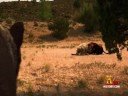 Science & Technology - Jurassic Fight Club: Ice Age Monsters *hd* Part 1/2