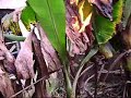FAR CRY mi video fan-far cry fan video FAR CRY mi video fan-far cry fan video