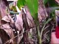 videos de FAR CRY mi video fan-far cry fan video