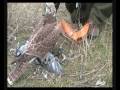 Cetreria halcones , peregrino gerifalte x peregrino  Falconscontrol