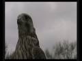 videos de Cetreria halcones , peregrino gerifalte x peregrino  Falconscontrol