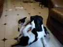 cachorros divertidos collie  bo-chan ichi reservoir dogs
