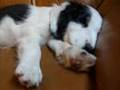 cachorros divertidos collie  bo-chan ichi reservoir dogs