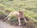 lion yawn lion yawn