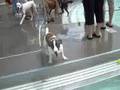 Taz at the pool