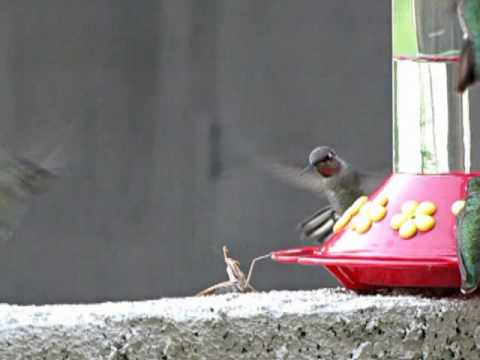 Praying Mantis Attacks Hummingbird