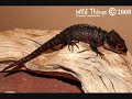 tribute to Crocodile Skinks