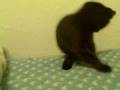 videos de Cho-Cho San has ears like Mr. Spock
