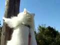 Albino raccoon + (a bit at the end)