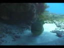 Um mergulho em Fernando de Noronha Um mergulho em Fernando de Noronha
