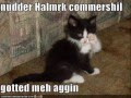 vERY fUNNY cATS 20