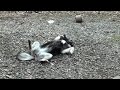 おもしろ動物　昼寝　東北地震　DOG　犬