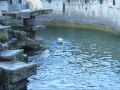 Polar Bears' Blue Toy, Zoo Vienna