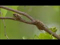 Singing Cicadas Singing Cicadas