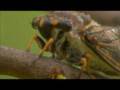 Singing Cicadas