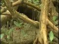 Programa Planeta Turismo - pescando Aratu em Canavieiras