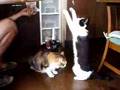 かにかま動画2