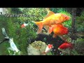 oranda-goldfish-in-action.html