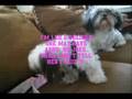 videos de A Shih Tzu Affair Pt. 1