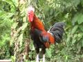AYAM KETAWA DANGDUT