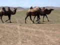 Desierto del Gobi. GOBI DESERT. Camellos salvajes.