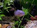 Purple Spotted Gudgeon