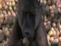 ANIMALES BORRACHO.wmv